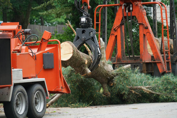 Best Fruit Tree Pruning  in Maryvle, IL